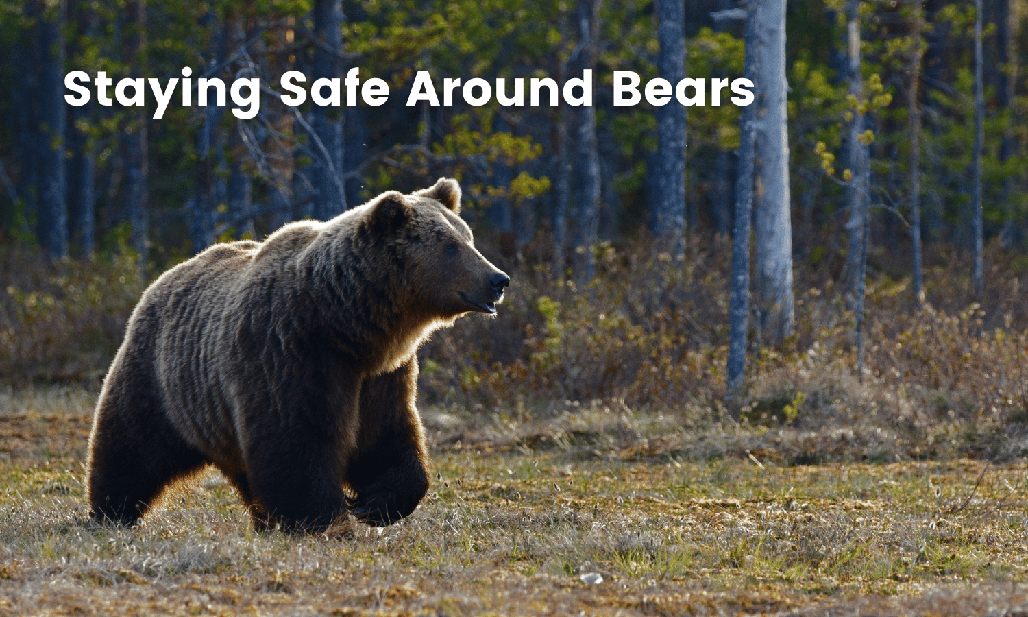 Staying Safe Around Bears – Unique Financial Advisors